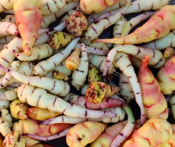 Mashua (Tuberous Nasturtium)