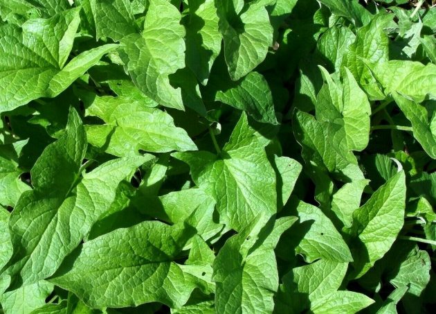 Good King Henry