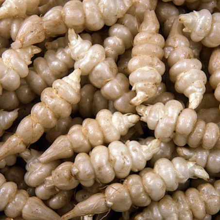 Crosnes (Chinese Artichoke)