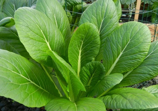 Komatsuna (Japanese Mustard Spinach)