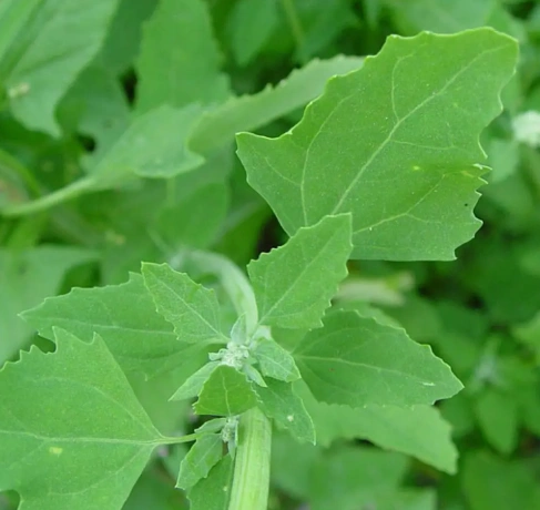 Lambs Quarters (Wild Spinach)