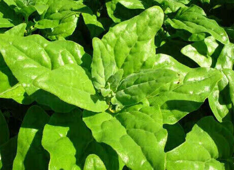 New Zealand Spinach