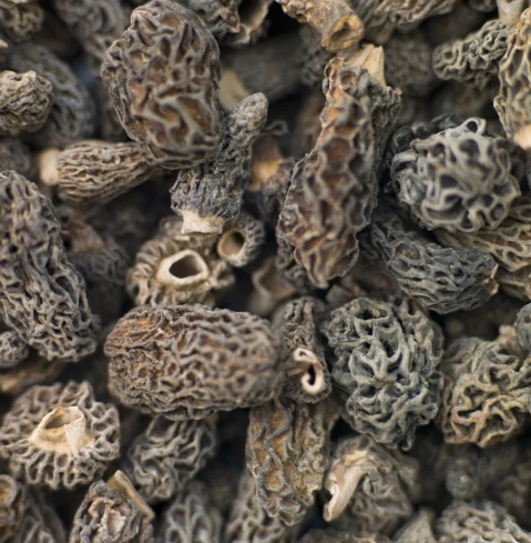 Dried Morel Mushrooms