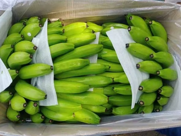 Ambon Green Banana