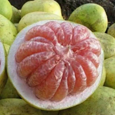 Sweet Pomelo