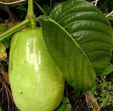 Giant Passionfruit (Markisa Raksasa)