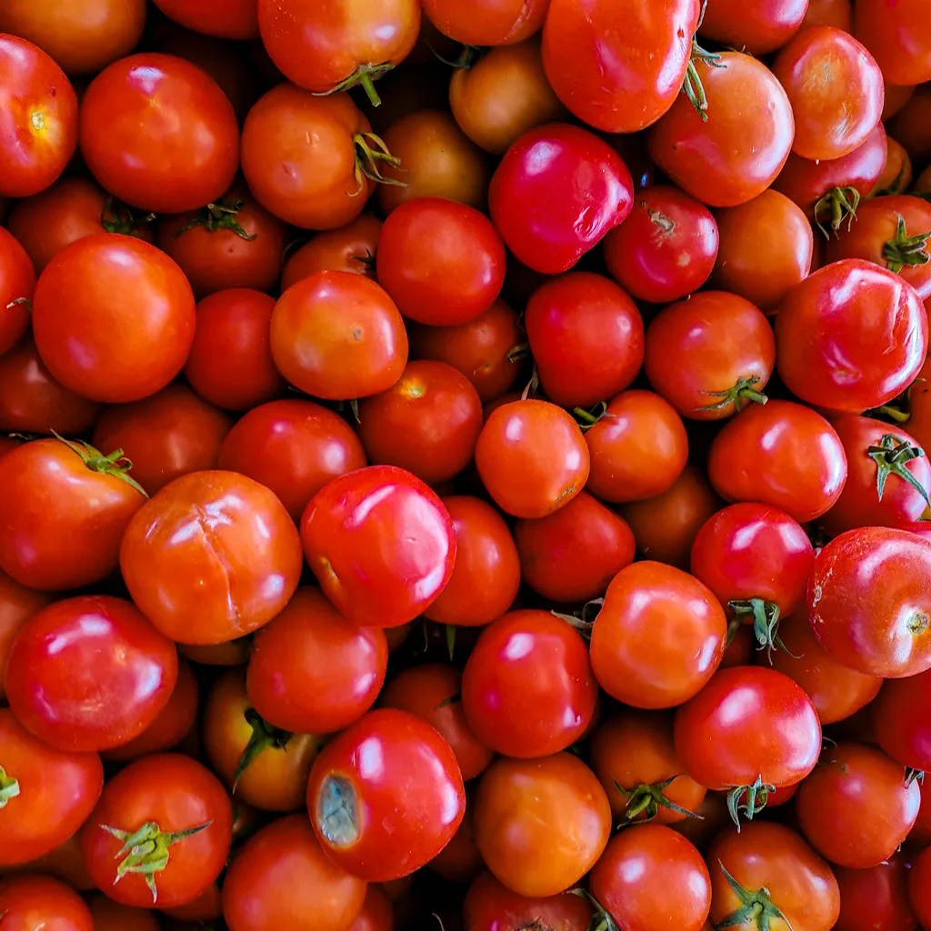 Fresh Red Tomatoes