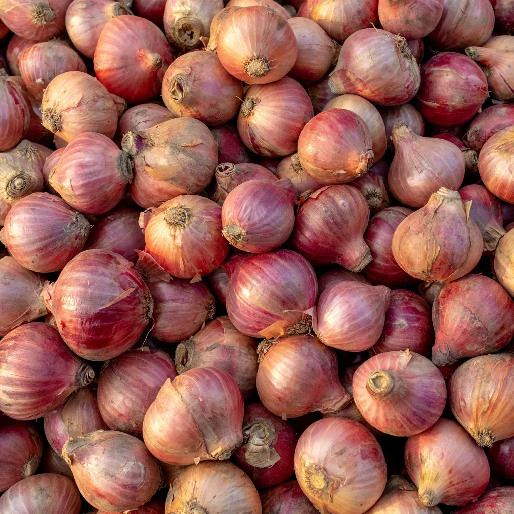 Fresh Shallots