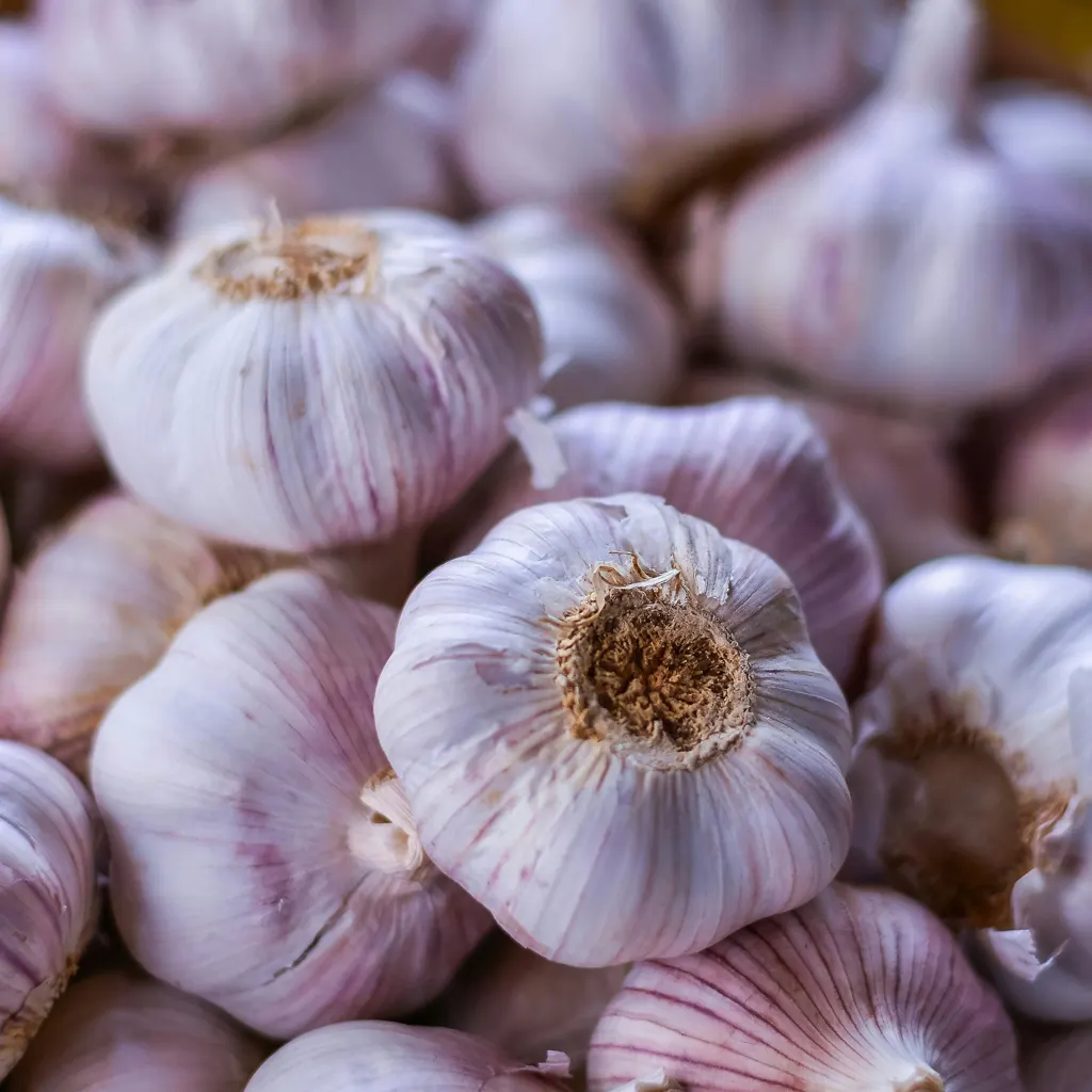 Fresh White Garlic