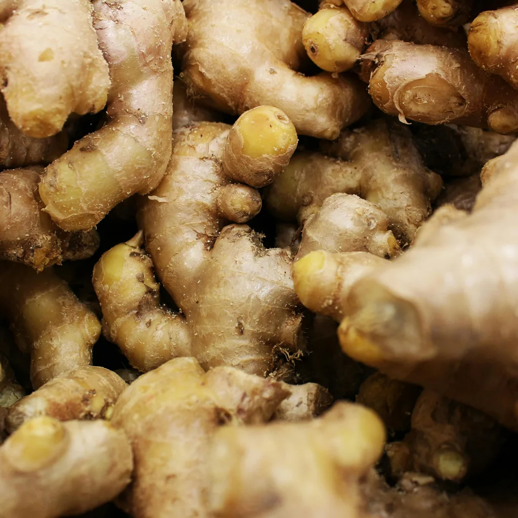 Fresh Elephant Ginger