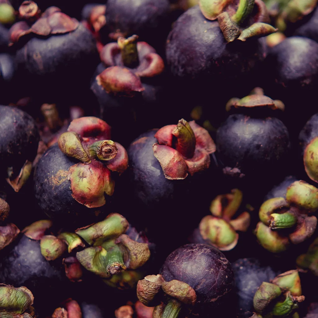 Fresh Mangosteen Fruit