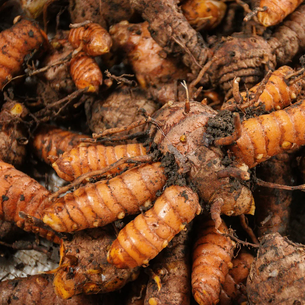 Fresh Turmeric Rhizomes