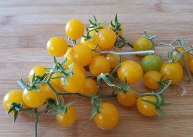 White Currant Tomatoes