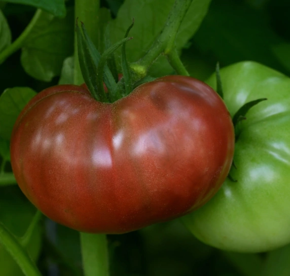 Heirloom Purple Cherokee Tomatoes