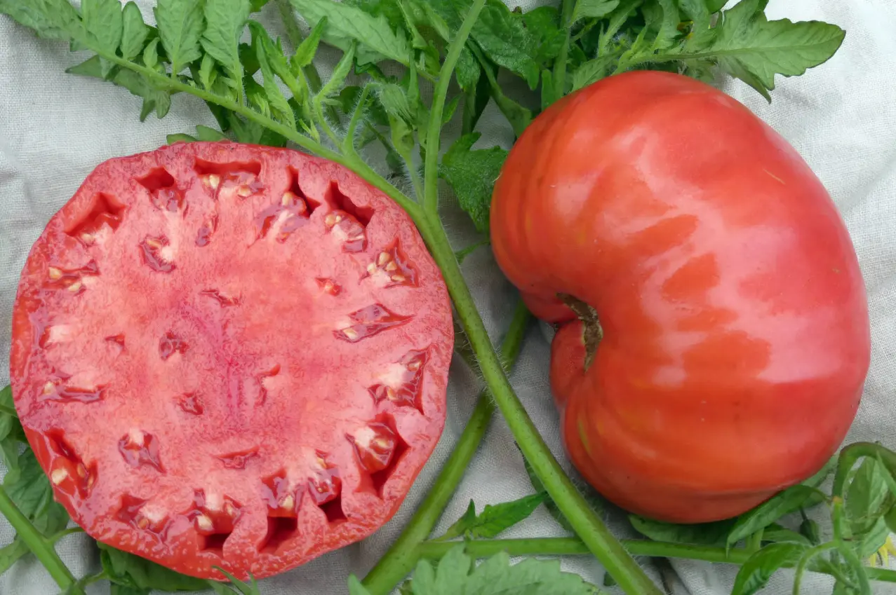 Heirloom Mortgage Lifter Tomatoes