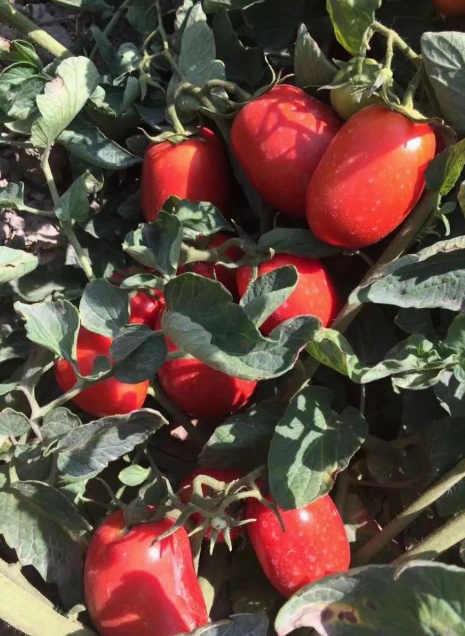 Heirloom San Marzano Tomatoes