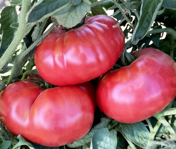 Heirloom Brandywine Tomatoes (Pink)