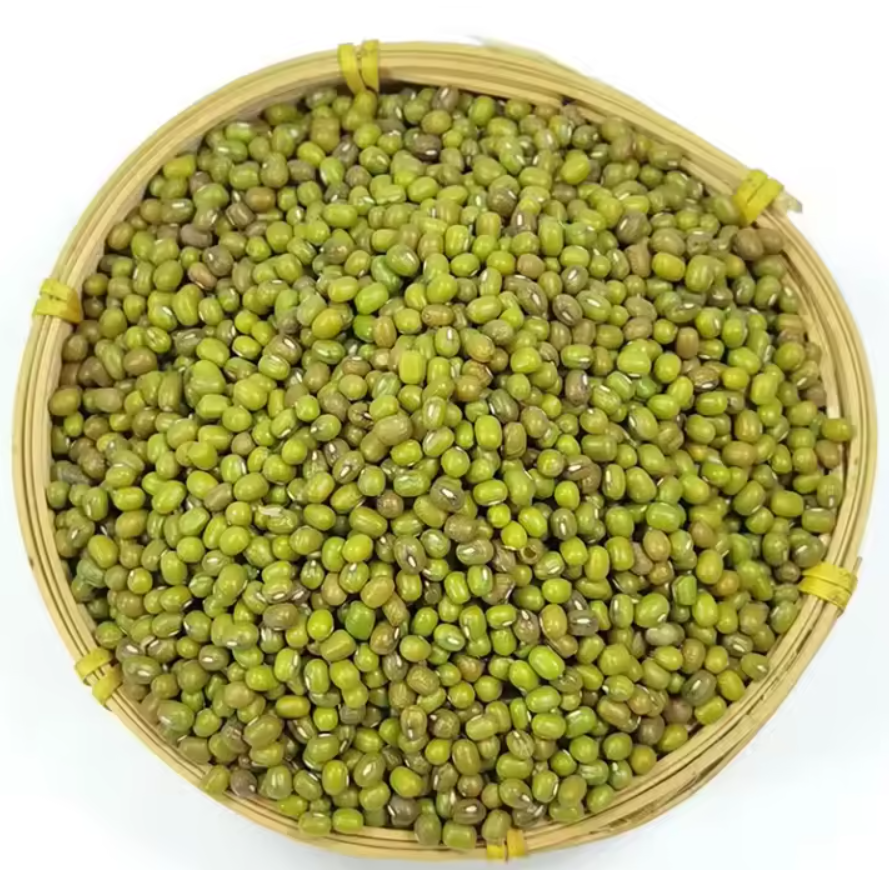 Fresh Bean Sprouts (Export Quality Mung Beans)