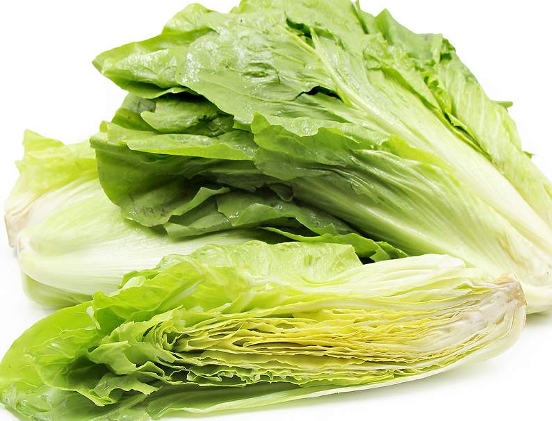 Sugarloaf Chicory