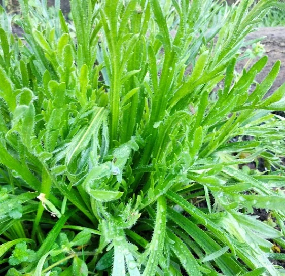 Minutina (Star-Leaved Plantain)