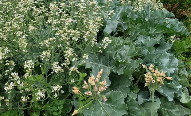Sea Kale