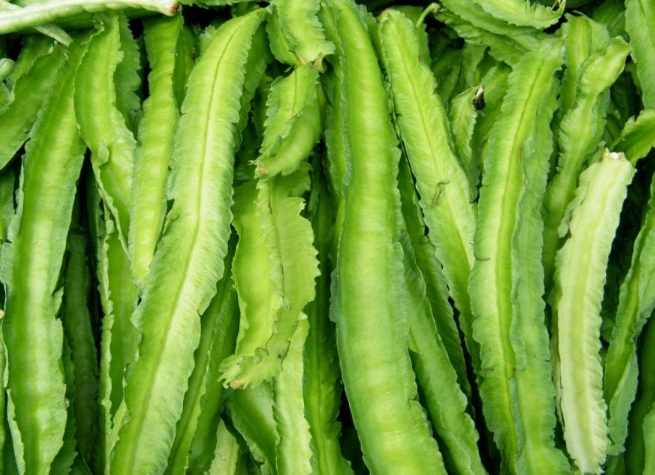 Asparagus Peas (Winged Pea)