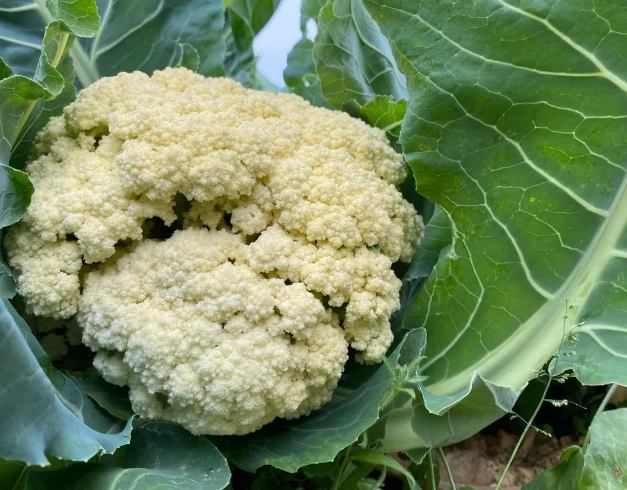 Fioretto (Flowering Cauliflower)