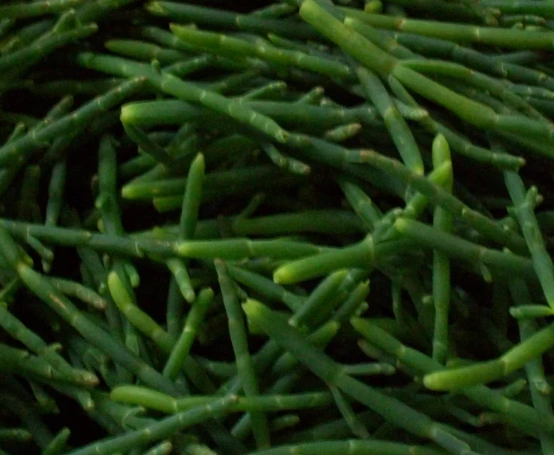 Samphire (Sea Asparagus)