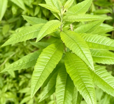 Fresh Lemon Verbena