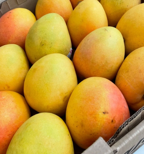 Premium Gedong Gincu Mango