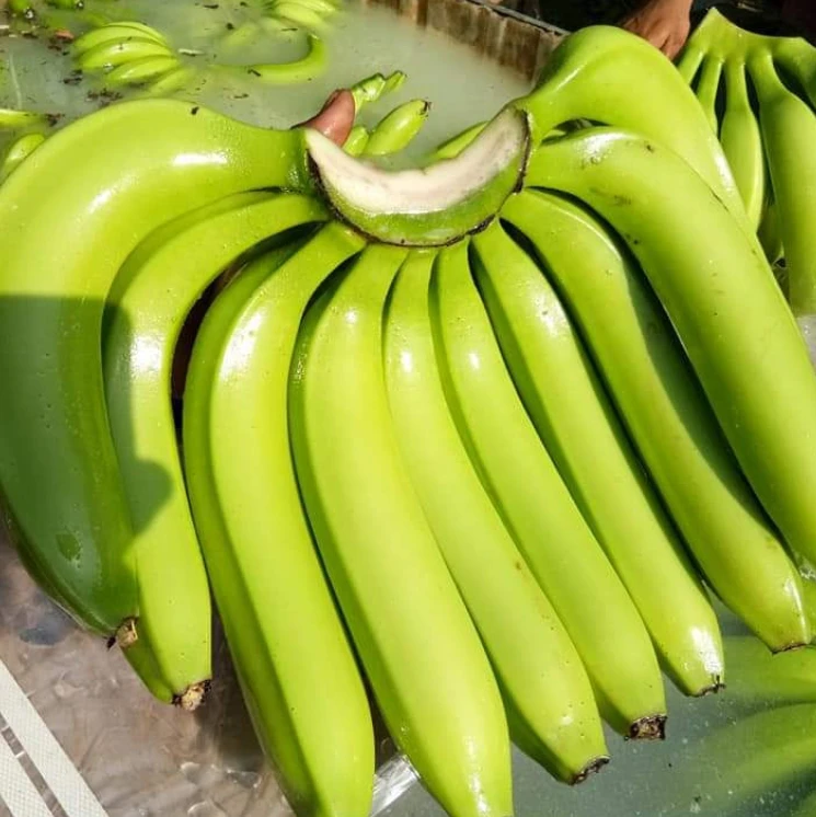 Organic Cavendish Banana