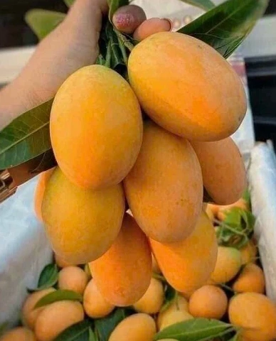 Javanese Gandaria Fruit