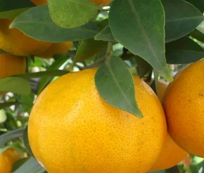 Green Orange (Jeruk Siam)