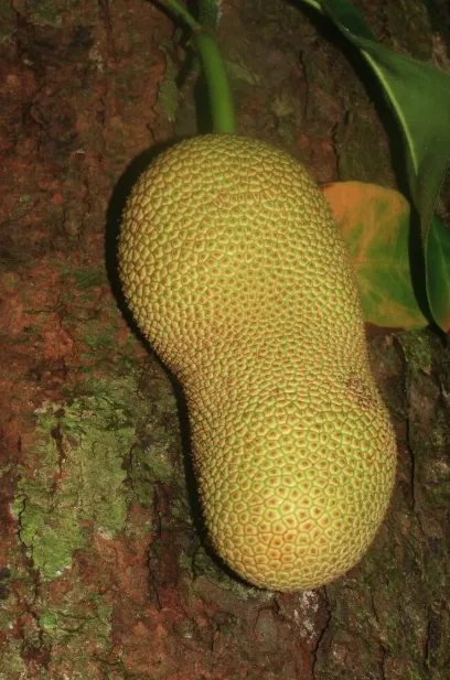 Fresh Cempedak Fruit