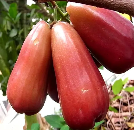 Java Apple (Jambu Bol)
