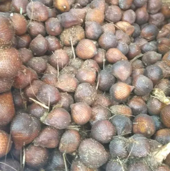 Gula Pasir Snake Fruit (Salak)