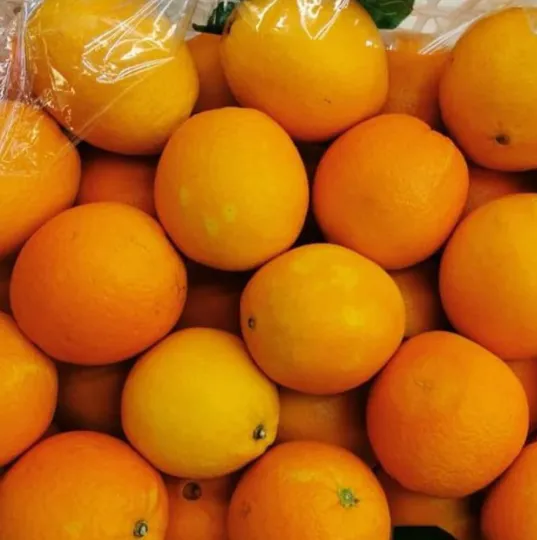 Sweet Orange (Jeruk Manis)