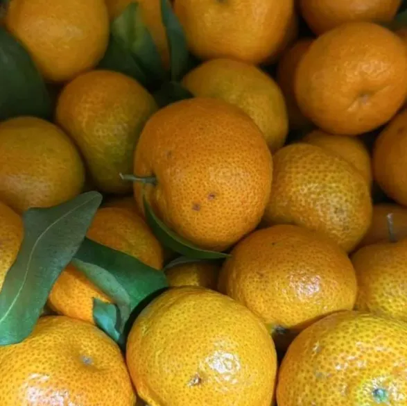Santang Honey Orange