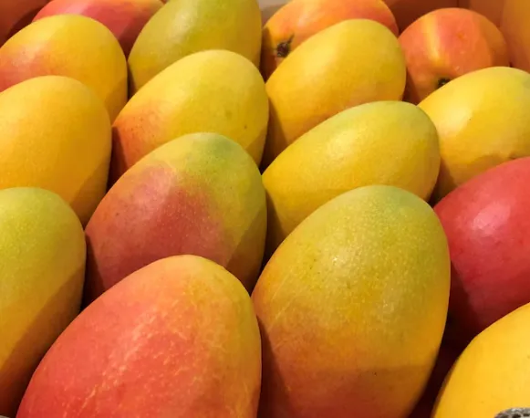 Kensington Pride Mango (Australia-Type)