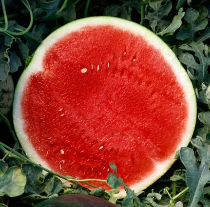 Seedless Red Watermelon (Baby)