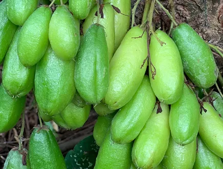 Green Starfruit (Belimbing Sayur)