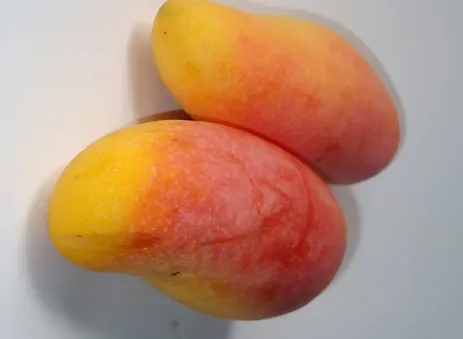 Maha Chanok Mango