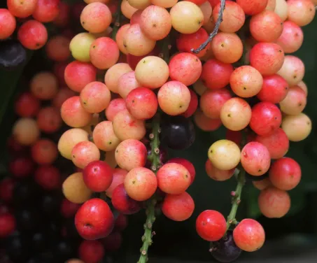 Buni Fruit (Antidesma bunius)