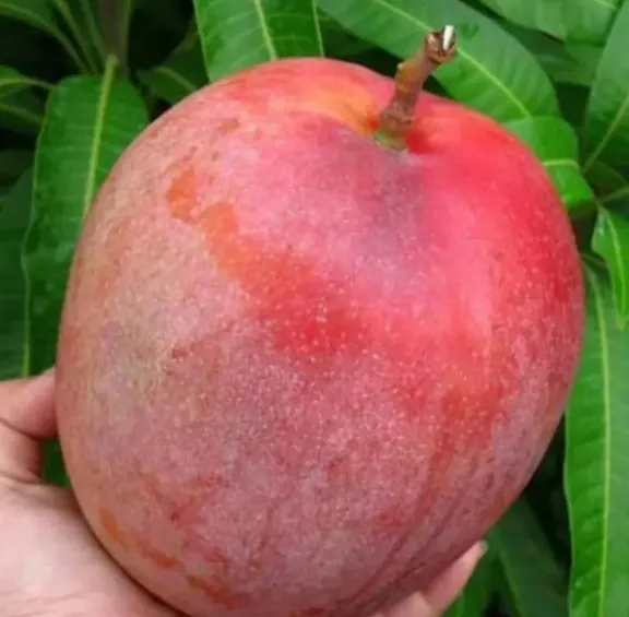 Gedong Gincu Mango (Organic)