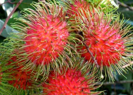 Cimanggu Rambutan