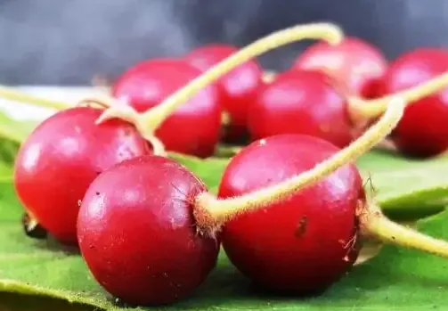 Fresh Long-Stalked Cherry (Kersen)