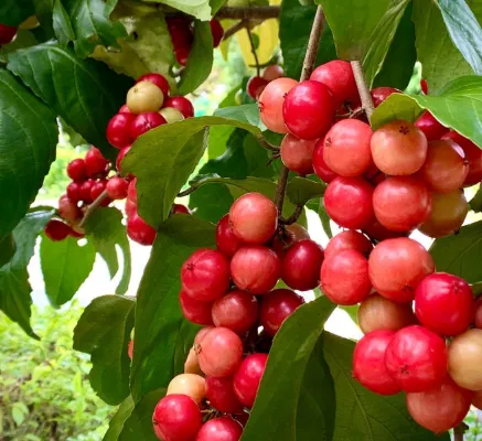 Sour-Sweet Lobi-Lobi Fruit