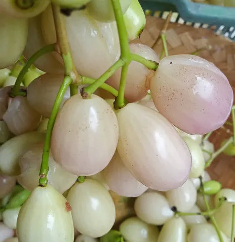 Jamblang Putih (White Java Plum)