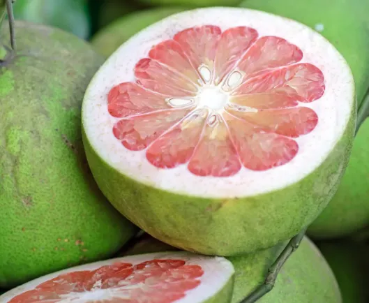 Red-Fleshed Pomelo (Mutiara)