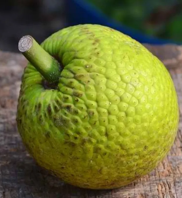 Breadfruit (Sukun)